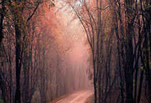 德甲-奥利塞2传2射 拜仁客场5-0大胜不来梅.